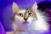 Бейби Грин Раш-кошечка -"мурлыка" превью 1557310 Бейби Грин Раш-кошечка -"мурлыка" превью 1557310.