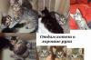 Превью Отдам котят Москва - 2