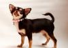 Чихуахуа-шоколадки, дивной красоты РКФ превью 1558499.
