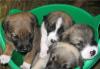 Очаровательные щеночки 1,5 мес в дар превью 1559178.
