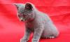 Превью Шотландская короткошерстные котята Санкт-Петербург - 1
