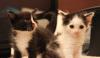 Красивые котята в добрые руки 1 месяц превью 1559315 Красивые котята в добрые руки 1 месяц превью 1559315.