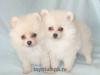 Миниатюрный (померанский, карликовый) шпиц превью 1559584.