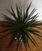Превью Пальма-Драцена высотой 65см вновом горшке Москва - 1