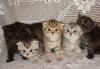 Шотландские котята-2,5 месяца превью 1561426 Шотландские котята-2,5 месяца превью 1561426.