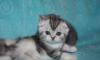 Клубные котята г.Ивантеевка превью 1561433 Клубные котята г.Ивантеевка превью 1561433.