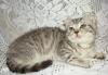 Превью Шотландские котята-2,5 месяца Чехов - 3