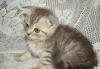 Превью Шотландские котята-2,5 месяца Чехов - 4
