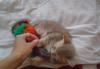 Превью Котенок британская короткошерстная Салават - 1