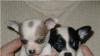Восхитительных щенков чихуахуа готовы превью 1561972.