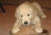 Золотистый ретривер ( голден) щенки привиты превью 1562646.