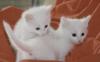 Превью Котята  от кошки породы турецкий ван Москва - 3