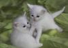 Превью Котята  от кошки породы турецкий ван Москва - 4