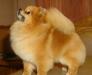 Померанский шпиц питомник щенки превью 1563620.