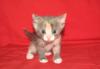 Котята от Тайской кошки превью 1564174 Котята от Тайской кошки превью 1564174.