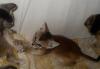 Превью Абиссинские котята Нижний Новгород - 2