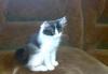 Отдам котенка от домашних кошки и кота превью 1560560 Отдам котенка от домашних кошки и кота превью 1560560.