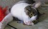 Кошечка Симона ищет дом превью 1565558 Кошечка Симона ищет дом превью 1565558.