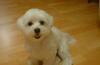 Продажа щенков Мальтийских болонок "Maltese" превью 1565891 Продажа щенков Мальтийских болонок "Maltese" превью 1565891.