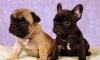 Щенки французского бульдога превью 1566013 Щенки французского бульдога превью 1566013.