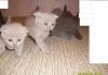 Шотландские плюшевые котята превью 1566235 Шотландские плюшевые котята превью 1566235.