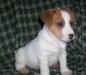 Джек рассел терьер бело-рыжие щенки превью 1566569 Джек рассел терьер бело-рыжие щенки превью 1566569.