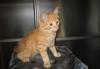 Недорого рыжий котёнок превью 1566678 Недорого рыжий котёнок превью 1566678.
