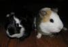 Морские свинки ищут нового хозяина превью 1566824.