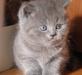 Британские, шотландские и экзотические котята превью 1567027 Британские, шотландские и экзотические котята превью 1567027.