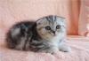 Вислоухие и британские котята мрамор на серебре превью 1567523 Вислоухие и британские котята мрамор на серебре превью 1567523.