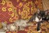 Превью Маркизы-лучшие коты. Котята 1,5 мес Москва - 3