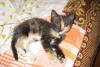 Превью Маркизы-лучшие коты. Котята 1,5 мес Москва - 4