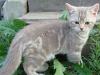 Клубные Британские мраморные котята превью 1567869 Клубные Британские мраморные котята превью 1567869.