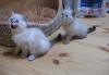 Шотландские котята редкого окраса превью 1568173 Шотландские котята редкого окраса превью 1568173.