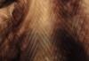 Превью Шуба английская искусств Москва - 3