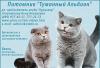 Превью Выставка котят разных пород Москва - 1