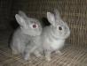 Карликовые крольчата превью 1569467.