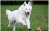 Щенки белой овчарки превью 1569664 Щенки белой овчарки превью 1569664.