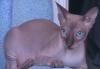 Донской сфинкс с голубыми глазами превью 1571294 Донской сфинкс с голубыми глазами превью 1571294.