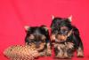 Продажа йоркширов.Здоровье.Качество.Красота превью 1571570 Продажа йоркширов.Здоровье.Качество.Красота превью 1571570.