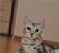 Бенгальский котенок мрамор серебро превью 1572033 Бенгальский котенок мрамор серебро превью 1572033.
