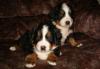 Бернский зенненхунд щенки превью 1572170 Бернский зенненхунд щенки превью 1572170.