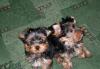 Щеночки йоркширчиков превью 1572459 Щеночки йоркширчиков превью 1572459.