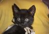 Отдам шикарных котят в добрые руки превью 1573182 Отдам шикарных котят в добрые руки превью 1573182.