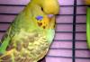 Волнистый попугай,Чех превью 1574768 Волнистый попугай,Чех превью 1574768.