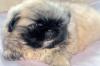 Щенки пекинеса превью 1575086.