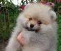 Шпиц померанский карликовый превью 1575732.