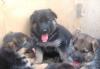 Немецкая овчарка щенки черно-рыжие и черные превью 1576629.