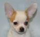 Чихуа - пятнистое чудо американских кровей превью 1576764.