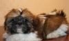 Щенки ши-тцу превью 1570701 Щенки ши-тцу превью 1570701.